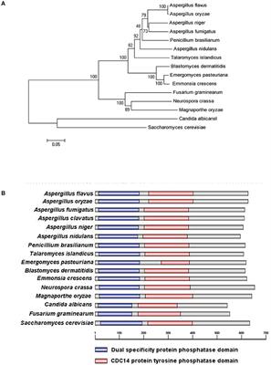 The Aspergillus flavus Phosphatase CDC14 Regulates Development, Aflatoxin Biosynthesis and Pathogenicity